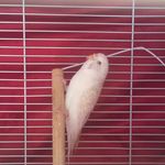 Snoy - @snowysnowballwilliams - Instagram