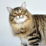 William Spellman - @steve_cat_21 - Instagram