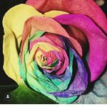 roseinne - @williamspies1998 - Instagram