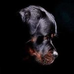 williamspies - @spies04 - Instagram