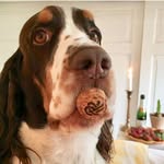 William Springer Spaniel - @william.springerspaniel - Instagram
