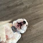 William St Clair - @chevmageddon - Instagram