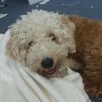 william stocking - @cheddarchamp - Instagram