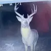williamstoneking1 - @williamstoneking1 - TikTok