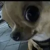 Sarah - @william.straight0 - TikTok