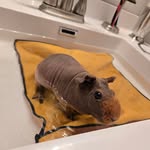 William Strait - @robesestinn1 - Instagram