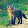WILLIAM STREETS  ( crazyfox ) - @williamstreets687 - TikTok