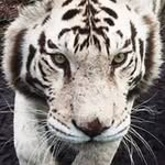 William Strutz - @williamstrutz - Instagram