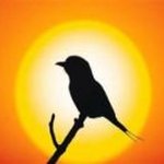 William Swallow - @bird43764 - Instagram