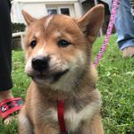 William Swift - @roxie_the_sheeb - Instagram