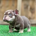 William Tigner - @joedogofficial - Instagram