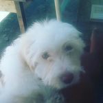 William tupai - @williamtupai - Instagram
