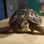 @william.turtle_03 - Instagram