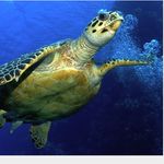William - @william_turtle - Instagram