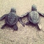 William Dam - @williamturtle - Instagram
