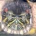 William the turtle - Facebook