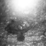 @williamturtle8660 - Instagram