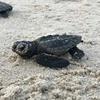 William - @william_turtle - TikTok