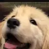 williamusilton - @wolf6525 - TikTok