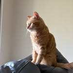 William Vertrees - @willfitjourn - Instagram