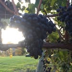 Ryan William Vineyard - @ryanwilliamvineyard - Instagram