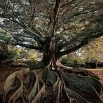 William Voigt - @falconis79 - Instagram