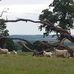 King William IV Restaurant in Hailey, Ipsden, Nr. Wallingford, Oxfordshire - Facebook