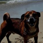 Prince Smokington Junior Charles William Wampler III - @sirsmokingtoncharles - Instagram