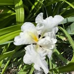 William Warrender - @wibwarrender - Instagram