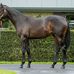 William Inglis sales Complex Warwick Farm - Facebook