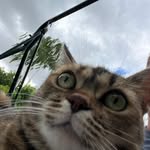 Cevin - @williamthrobingwitz - Instagram