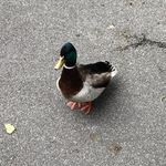 William Wulff - @wulff2969 - Instagram