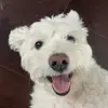 williamyang227 - @williamyang227 - TikTok