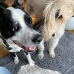 William Butler Yeats - @yeatsandtherog - Instagram