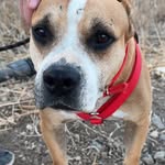 @williams_dog_shelter - Instagram