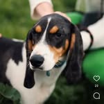 Williams Dog Shelter 🐾 - @williams_dogshelter - Instagram