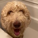 Willie Adkins - @williethegoldendude - Instagram