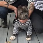 Silly Willie Bacon Boy - @williebaconboy - Instagram