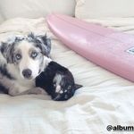 William, Bauer, Baloo & Tripp - @3braddahs - Instagram