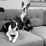Bob Marley Willie Nelson BT's - @marley.willie_bostons - Instagram
