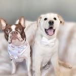 Chance & Willie 💙 - @chance_boston_willie_pyrnees - Instagram