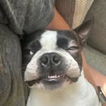 Willie Bean - @williebeantheboston - Instagram