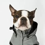 Willie - @bigwillie.lilboston - Instagram