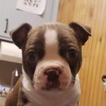 Willie Boy Jaenecke - @willie.boy.boston - Instagram