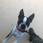 “Willie” Kiba de Montber - @willie_the.lovely.boston - Instagram