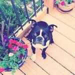 Willie the Boston - @willie_the_boston - Instagram