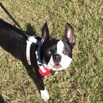 Willie The Boston - @bostenterrier_willie - Instagram