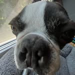 Willie the boston rerrier - @williethebostonterrier3 - Instagram