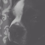 Willie The Boston Terrier❤️ - @willie.the.boston - Instagram