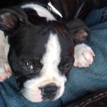 Willie the"boss"Boston - @willie_the_boss_boston - Instagram